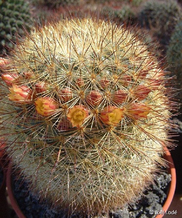 Mammillaria densispina JLcoll.2619